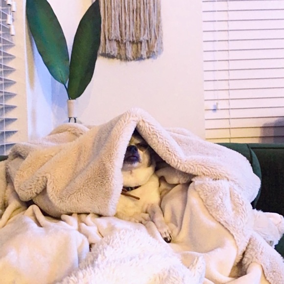 Hi! This is Pepper πΆ - Picture 3 of 3